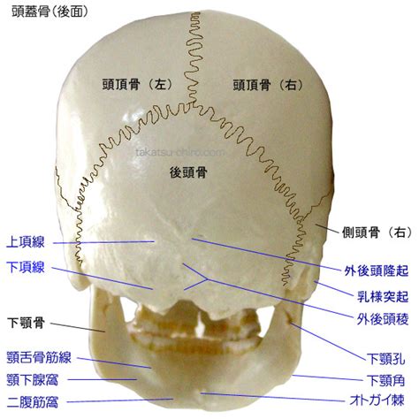 頭 位置